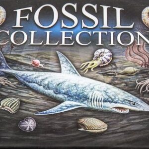 Fossil Fun